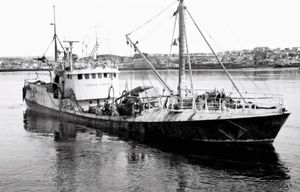 B - 1974, loðna Hafnarfirði (2)
